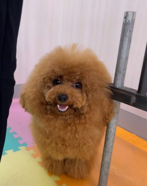 ププちゃん🐶
本日はモカちゃんやニコペットのちびっ子達とすごい声を出しながら激しいワンプロを繰り広げて過ごしていました🤭
🐾🐶愛犬のお悩みご相談ください🐶🐾
@kenkohmura_official
↑フォロー待ってます↑
〒955-0091 新潟県三条市上須頃大割428−1
☎︎ 0256-35-2571
✉️ info@kenkohmura.jp
HP: http://kenkohmura.jp
LINE: https://lin.ee/7LIz5sb
#犬幸村#犬の幼稚園 #吠える、噛む #犬のしつけ #トイレ
トイプートイプー可愛いトイプー倶楽部トイプー可愛いすぎるトイプー大好き