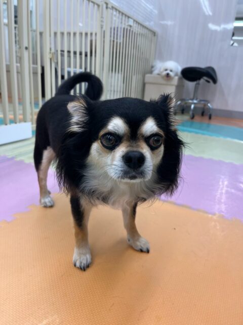 ゴロー丸ちゃん🐶
本日は朝からベンやニコペットのちびっ子達に匂いを嗅がれたり、挨拶をされたりして大忙しなゴロー丸ちゃん‼️夕方には少し疲れて椅子の上でまったり過ごしていました🤭
お散歩トレーニングでは、普段のスタッフとは違うスタッフの方と一緒にお散歩へ‼️だんだん他の方に触ってもらうのもなれてきたようです👍
🐾🐶愛犬のお悩みご相談ください🐶🐾
@kenkohmura_official
↑フォロー待ってます↑
〒955-0091 新潟県三条市上須頃大割428−1
☎︎ 0256-35-2571
✉️ info@kenkohmura.jp
HP: http://kenkohmura.jp
LINE: https://lin.ee/7LIz5sb
#犬幸村#犬の幼稚園 #吠える、噛む #犬のしつけ #トイレ
チワワチワワ可愛いチワワ大好きチワワ倶楽部チワワ可愛いすぎる