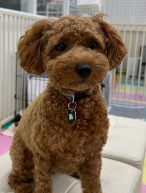 モカちゃん🐶
本日はスタッフに甘えん坊な日でした🤭午前中はスタッフに構ってアピールをたくさんして、夕方にはスタッフの膝の上でまったりお休みをして過ごしていました🤭
🐾🐶愛犬のお悩みご相談ください🐶🐾
@kenkohmura_official
↑フォロー待ってます↑
〒955-0091 新潟県三条市上須頃大割428−1
☎︎ 0256-35-2571
✉️ info@kenkohmura.jp
HP: http://kenkohmura.jp
LINE: https://lin.ee/7LIz5sb
#犬幸村#犬の幼稚園 #吠える、噛む #犬のしつけ #トイレ
トイプートイプー可愛いトイプー倶楽部トイプー可愛いすぎるトイプー大好き