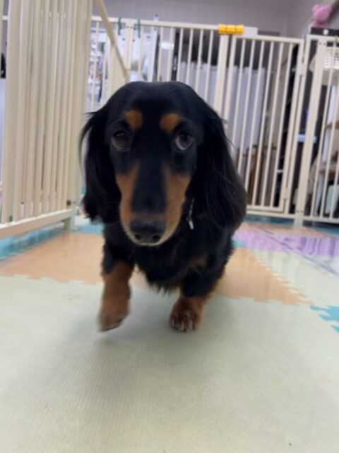 クッキーちゃん🐶
本日は朝からいろんな子達に匂いを嗅がれたり、たくさん挨拶をされたりしていました🤭
自分からもニコペットのちびっ子達に挨拶をしたり、匂いを嗅いだりしてコミュニケーションをとっていました👍
🐾🐶愛犬のお悩みご相談ください🐶🐾
@kenkohmura_official
↑フォロー待ってます↑
〒955-0091 新潟県三条市上須頃大割428−1
☎︎ 0256-35-2571
✉️ info@kenkohmura.jp
HP: http://kenkohmura.jp
LINE: https://lin.ee/7LIz5sb
#犬幸村#犬の幼稚園 #吠える、噛む #犬のしつけ #トイレ
ダックスダックス可愛いダックス倶楽部ダックス可愛いすぎるダックス倶楽部