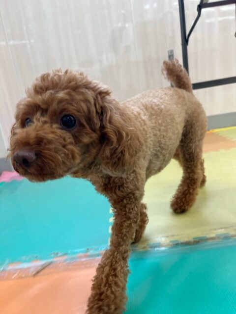 もこちゃん🐶
本日は来園してすぐに忙しそうに他の子達の匂いを嗅いだり、ニコペットのちびっ子達になんだよ‼️とブチギレてみたりして午前中を過ごしていました🤭
午後からは疲れたのか最初は走ってみたり、ちびっ子達を追いかけてみたりして元気でしたが、すぐにスタッフの足元で眠ってしまいました🤣
🐾🐶愛犬のお悩みご相談ください🐶🐾
@kenkohmura_official
↑フォロー待ってます↑
〒955-0091 新潟県三条市上須頃大割428−1
☎︎ 0256-35-2571
✉️ info@kenkohmura.jp
HP: http://kenkohmura.jp
LINE: https://lin.ee/7LIz5sb
#犬幸村#犬の幼稚園 #吠える、噛む #犬のしつけ #トイレ
トイプートイプー可愛いトイプー倶楽部トイプー大好きトイプー可愛いすぎる