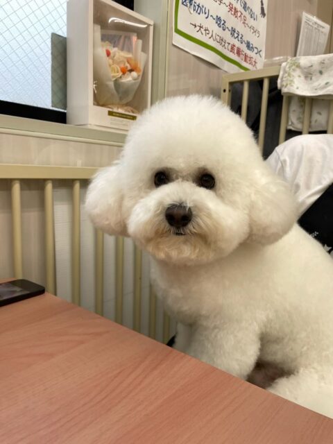 ピピちゃん🐶
本日は朝からゆずちゃんとまだ誰もきていない幼稚園を広々と使って追いかけっこをしたり、二頭でスタッフに構ってアピールをしに行ったりして楽しんでいました👍

🐾🐶愛犬のお悩みご相談ください🐶🐾
@kenkohmura_official
 ↑フォロー待ってます↑

〒955-0091 新潟県三条市上須頃大割４２８−１
☎︎ 0256-35-2571
✉️ info@kenkohmura.jp
HP: http://kenkohmura.jp
LINE: https://lin.ee/7LIz5sb

#犬幸村#犬の幼稚園 #吠える、噛む #犬のしつけ #トイレ
ビジョンビション可愛いビション大好きビション倶楽部