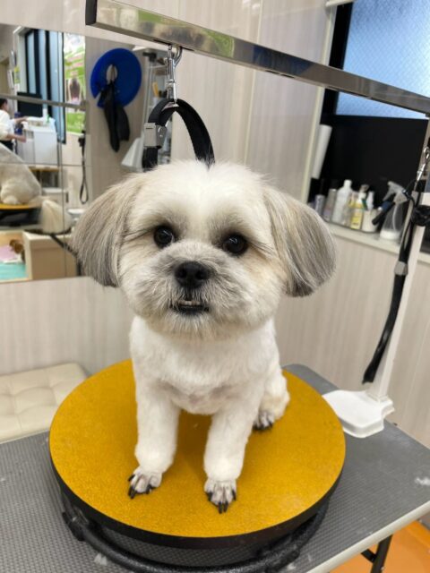 ゆずちゃん🐶
本日は朝からスタッフとあまがみくんで遊んでみたり、ピピちゃん、ププちゃん達とワンプロを仕掛けあったり、みんなで園内をお散歩したりして過ごしていました🤭

@kenkohmura_official
 ↑フォロー待ってます↑

〒955-0091 新潟県三条市上須頃大割４２８−１
☎︎ 0256-35-2571
✉️ info@kenkohmura.jp
HP: http://kenkohmura.jp
LINE: https://lin.ee/7LIz5sb

#犬幸村#犬の幼稚園 #吠える、噛む #犬のしつけ #トイレ
ミックスミックス犬ミックス犬可愛いミックス犬倶楽部ミックス犬可愛いすぎる