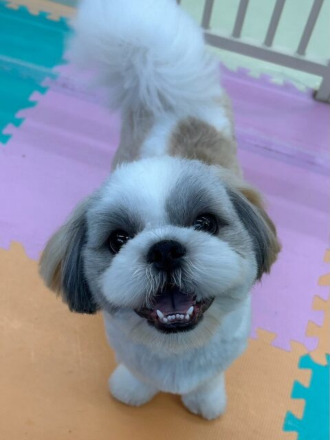 マルちゃん🐶
本日も朝から夕方までずーっとワンプロに追いかけっこに走り回ったりと大はしゃぎの一日でした🤣
何をしていても楽しそうな可愛い表情で本日も駆け巡っていました😍

🐾🐶愛犬のお悩みご相談ください🐶🐾
@kenkohmura_official
 ↑フォロー待ってます↑

〒955-0091 新潟県三条市上須頃大割４２８−１
☎︎ 0256-35-2571
✉️ info@kenkohmura.jp
HP: http://kenkohmura.jp
LINE: https://lin.ee/7LIz5sb

#犬幸村#犬の幼稚園 #吠える、噛む #犬のしつけ #トイレ
シーズーシーズー可愛いシーズー大好きシーズー倶楽部シーズー可愛いすぎる