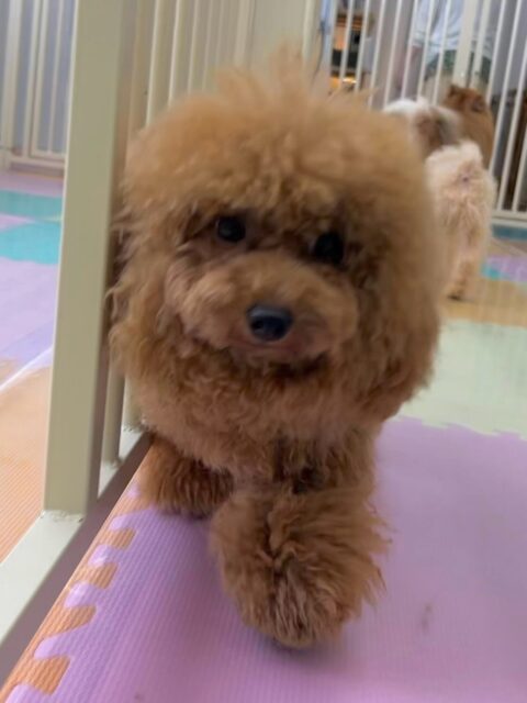 ププちゃん🐶
本日はゆずちゃんやマルちゃん達と走り回ったり、、激しいワンプロを仕掛けあったりして楽しそうにはしゃぎ回っていました👍

🐾🐶愛犬のお悩みご相談ください🐶🐾
@kenkohmura_official
 ↑フォロー待ってます↑

〒955-0091 新潟県三条市上須頃大割４２８−１
☎︎ 0256-35-2571
✉️ info@kenkohmura.jp
HP: http://kenkohmura.jp
LINE: https://lin.ee/7LIz5sb

#犬幸村#犬の幼稚園 #吠える、噛む #犬のしつけ #トイレ
トイプートイプー可愛いトイプー倶楽部トイプー可愛いすぎるトイプー大好き
