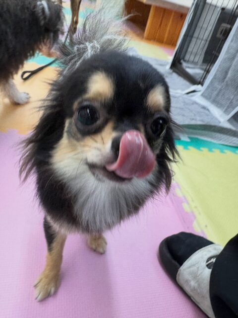 きりまるちゃん＆まろちゃん🐶
きりまるちゃんはニコペットのちびっ子達やマルちゃん、風夾ちゃん達と走り回ったり、匂いを嗅ぎ合ったりして過ごしていました🤭

まろちゃんは朝から大好きな風夾ちゃんやププちゃん、ニコペットのちびっ子達と走り回ったり、ワンプロを仕掛けあったりして遊び回っていました👍
まろちゃんはいろんな投稿に少しずつ乗っているのでよければ探してみてください🤫

🐾🐶愛犬のお悩みご相談ください🐶🐾
@kenkohmura_official
 ↑フォロー待ってます↑

〒955-0091 新潟県三条市上須頃大割４２８−１
☎︎ 0256-35-2571
✉️ info@kenkohmura.jp
HP: http://kenkohmura.jp
LINE: https://lin.ee/7LIz5sb

#犬幸村#犬の幼稚園 #吠える、噛む #犬のしつけ #トイレ
チワワチワワ可愛いチワワ倶楽部チワワ可愛いすぎるチワワ大好き