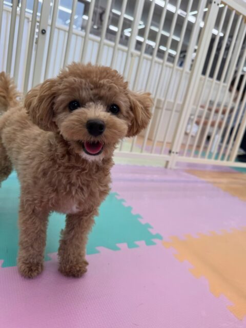風夾ちゃん🐶
本日も、大好きなきりまるちゃん＆まろちゃん達と遊んでみたり、マルちゃんと匂いを嗅ぎ合ったりして上手に過ごしていました👍

🐾🐶愛犬のお悩みご相談ください🐶🐾
@kenkohmura_official
 ↑フォロー待ってます↑

〒955-0091 新潟県三条市上須頃大割４２８−１
☎︎ 0256-35-2571
✉️ info@kenkohmura.jp
HP: http://kenkohmura.jp
LINE: https://lin.ee/7LIz5sb

#犬幸村#犬の幼稚園 #吠える、噛む #犬のしつけ #トイレ
トイプートイプー可愛いトイプー倶楽部トイプー可愛いすぎるトイプー大好き