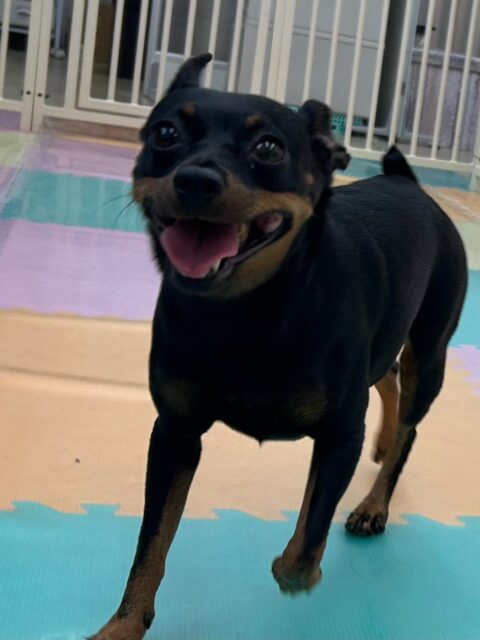 クールちゃん＆カノアちゃん🐶
本日歯磨きトレーニングを開始して2年1ヶ月が経ちました
歯の状態は2頭ともあまり変わりなくキープができているのでこのまま継続を意識して頑張りましょう✊

園内ではマルちゃんに2頭とも気に入られたようで、たくさんちょっかいを出されてなんだよ‼️と2頭ともブチギレていました🤣

🐾🐶愛犬のお悩みご相談ください🐶🐾
@kenkohmura_official
 ↑フォロー待ってます↑

〒955-0091 新潟県三条市上須頃大割４２８−１
☎︎ 0256-35-2571
✉️ info@kenkohmura.jp
HP: http://kenkohmura.jp
LINE: https://lin.ee/7LIz5sb

#犬幸村#犬の幼稚園 #吠える、噛む #犬のしつけ #トイレ
ミニピンミニピン可愛いミックスミックス犬可愛いすぎる