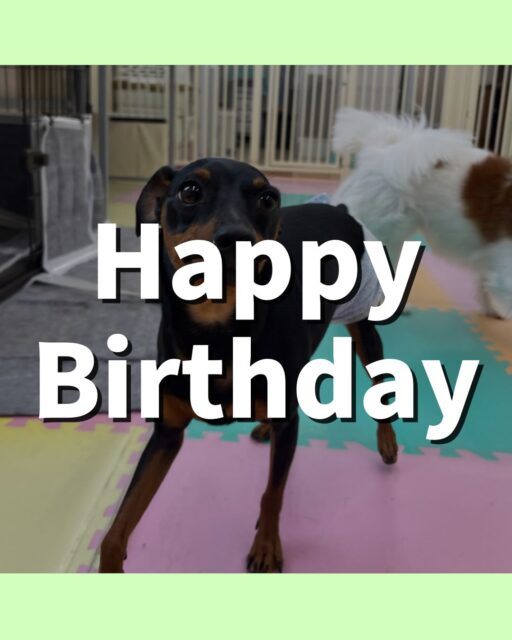 ちょこたんちゃん🐶
お誕生日おめでとうございます🎂⭐️
ふうちゃんやぽん太達と楽しそうに1日遊んでいました🎶
歯磨きトレーニング開始して1年5ヶ月経過しました🦷🪥✨
これからも汚れがつかないように歯磨き頑張りましょう!!
🐾🐶愛犬のお悩みご相談ください🐶🐾
@kenkohmura_official
↑フォロー待ってます↑
〒955-0091 新潟県三条市上須頃大割428−1
☎︎ 0256-35-2571
✉️ info@kenkohmura.jp
HP: http://kenkohmura.jp
LINE: https://lin.ee/7LIz5sb
#犬幸村#犬の幼稚園 #吠える噛む #犬のしつけ #トイレ
ミニチュアピンシャー ミニチュアピンシャー可愛い ミニチュアピンシャー大好き