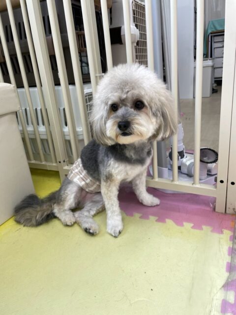 オレオちゃん🐶
本日歯磨きトレーニングを開始して2年が経ちました🦷
歯の状態はあまり変わりなくキープできています‼️このまま継続を意識して頑張りましょう✊
園内ではスタッフに甘えたり、ちょこたんちゃんやふうちゃん、ぽん太とワンプロを仕掛けあったり、みんなで追いかけっこをしたりして楽しんでいました🤭
🐾🐶愛犬のお悩みご相談ください🐶🐾
@kenkohmura_official
↑フォロー待ってます↑
〒955-0091 新潟県三条市上須頃大割428−1
☎︎ 0256-35-2571
✉️ info@kenkohmura.jp
HP: http://kenkohmura.jp
LINE: https://lin.ee/7LIz5sb
#犬幸村#犬の幼稚園 #吠える、噛む #犬のしつけ #トイレ
ミックスミックス犬ミックス犬可愛いすぎるミックス犬倶楽部ミックス犬大好き