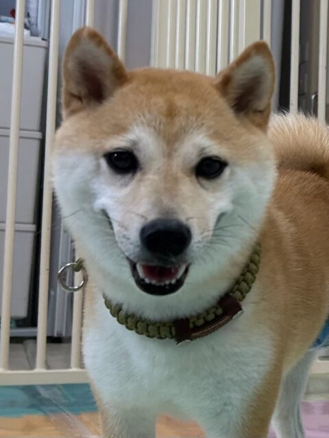 寅丸ちゃん🐶
本日はニコペットの柴犬ちゃんや鶴丸とちょっかいを出し合ったり、ワンプロを仕掛けあったり、走り回ったりして楽しんでいました🤭
🐾🐶愛犬のお悩みご相談ください🐶🐾
@kenkohmura_official
↑フォロー待ってます↑
〒955-0091 新潟県三条市上須頃大割428−1
☎︎ 0256-35-2571
✉️ info@kenkohmura.jp
HP: http://kenkohmura.jp
LINE: https://lin.ee/7LIz5sb
#犬幸村#犬の幼稚園 #吠える、噛む #犬のしつけ #トイレ
豆柴豆柴可愛い豆柴倶楽部豆柴可愛いすぎる豆柴大好き