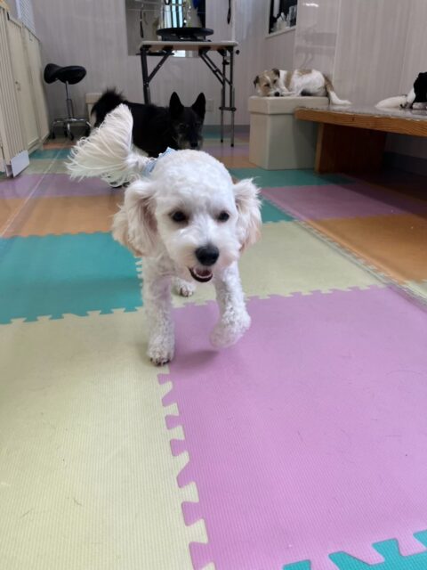 ふうちゃん🐶
本日は、ちょこたんちゃんやオレオちゃん、ぽん太と一緒に走り回ったり、みんなでワンプロを仕掛けあったりして非常に楽しそうに過ごしていました🤭
🐾🐶愛犬のお悩みご相談ください🐶🐾
@kenkohmura_official
↑フォロー待ってます↑
〒955-0091 新潟県三条市上須頃大割428−1
☎︎ 0256-35-2571
✉️ info@kenkohmura.jp
HP: http://kenkohmura.jp
LINE: https://lin.ee/7LIz5sb
#犬幸村#犬の幼稚園 #吠える、噛む #犬のしつけ #トイレ
ミックスミックス犬ミックス犬可愛いすぎるミックス犬倶楽部