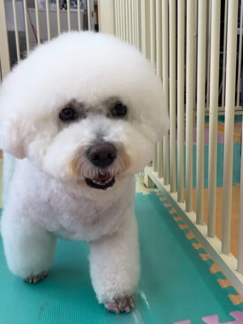 大吉ちゃん🐶
本日はいろんな子達の匂いを嗅いだり、挨拶をしたりして上手にコミュニケーションをとって過ごしていました👍
みんなのお手本になるような上手な挨拶をしてくれてお兄さんしていました👏
🐾🐶愛犬のお悩みご相談ください🐶🐾
@kenkohmura_official
↑フォロー待ってます↑
〒955-0091 新潟県三条市上須頃大割428−1
☎︎ 0256-35-2571
✉️ info@kenkohmura.jp
HP: http://kenkohmura.jp
LINE: https://lin.ee/7LIz5sb
#犬幸村#犬の幼稚園 #吠える、噛む #犬のしつけ #トイレ
ビションフリーゼビションフリーゼ可愛いビションフリーゼ倶楽部ビションフリーゼ可愛いすぎる