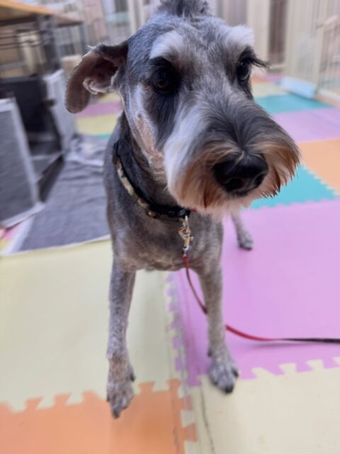 ペリーちゃん🐶
本日歯磨きトレーニングを開始して1年10ヶ月が経ちました
とっても綺麗にキープできているのでこのまま継続を意識して頑張っていきましょう✊
園内では大好きな子を見つけると一目散に寄っていってもうアピールをしていました🤭
大好きアピールをしすぎて怒られたりもしていました🤣
🐾🐶愛犬のお悩みご相談ください🐶🐾
@kenkohmura_official
↑フォロー待ってます↑
〒955-0091 新潟県三条市上須頃大割428−1
☎︎ 0256-35-2571
✉️ info@kenkohmura.jp
HP: http://kenkohmura.jp
LINE: https://lin.ee/7LIz5sb
#犬幸村#犬の幼稚園 #吠える、噛む #犬のしつけ #トイレ
シュナシュナ可愛いシュナ大好きシュナウザー倶楽部