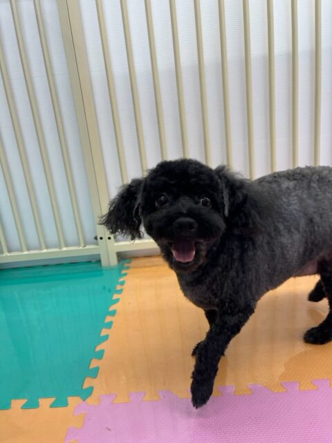 イブちゃん&ルイちゃん🐶
本日歯磨きトレーニングを開始して1年11ヶ月が経ちました
歯の状態は少し汚れがついて来ているので継続を意識して頑張ってキープできるようにしましょう✊
園内でイブちゃんはあんずちゃんにちょっかいを出されたり、いろんな子達に匂いを嗅がれて忙しそうに過ごしていました🤭
ルイちゃんは本日も朝からかなり元気でいろんな子達に遊びを誘って、お得意の構ってアピールもたくさんして過ごしていました🤭
🐾🐶愛犬のお悩みご相談ください🐶🐾
@kenkohmura_official
↑フォロー待ってます↑
〒955-0091 新潟県三条市上須頃大割428−1
☎︎ 0256-35-2571
✉️ info@kenkohmura.jp
HP: http://kenkohmura.jp
LINE: https://lin.ee/7LIz5sb
#犬幸村#犬の幼稚園 #吠える、噛む #犬のしつけ #トイレ
トイプートイプー可愛いトイプー倶楽部トイプー可愛いすぎるトイプー大好き