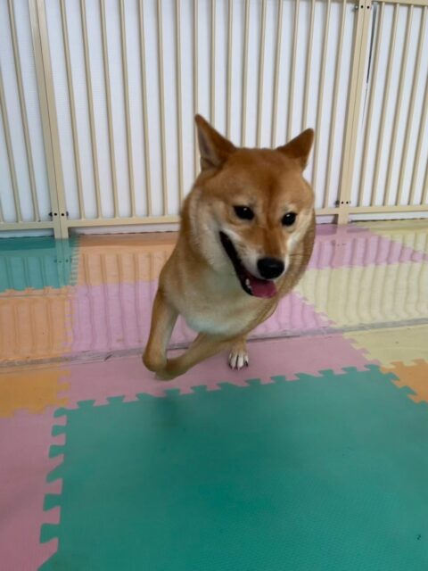 のりまきちゃん🐶
本日はあんずちゃんやモカちゃん、ププちゃん達と走り回ったりして過ごしていました🤭
午後からは少し疲れたのか休憩しては走ってを繰り返して1日中激しく遊んでいました👍
🐾🐶愛犬のお悩みご相談ください🐶🐾
@kenkohmura_official
↑フォロー待ってます↑
〒955-0091 新潟県三条市上須頃大割428−1
☎︎ 0256-35-2571
✉️ info@kenkohmura.jp
HP: http://kenkohmura.jp
LINE: https://lin.ee/7LIz5sb
#犬幸村#犬の幼稚園 #吠える、噛む #犬のしつけ #トイレ
柴犬柴犬可愛い柴犬大好き柴犬可愛いすぎる柴犬倶楽部