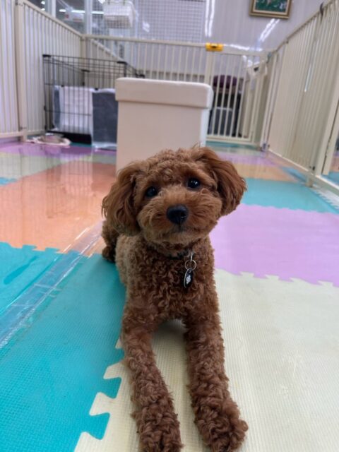 モカちゃん🐶
本日はププちゃんやのりまきちゃん、あんずちゃん達と走り回ったり、みんなで追いかけっこをしたりして楽しんでいました🤭
🐾🐶愛犬のお悩みご相談ください🐶🐾
@kenkohmura_official
↑フォロー待ってます↑
〒955-0091 新潟県三条市上須頃大割428−1
☎︎ 0256-35-2571
✉️ info@kenkohmura.jp
HP: http://kenkohmura.jp
LINE: https://lin.ee/7LIz5sb
#犬幸村#犬の幼稚園 #吠える、噛む #犬のしつけ #トイレ
トイプートイプー可愛いトイプー倶楽部トイプー可愛いすぎるトイプー大好き