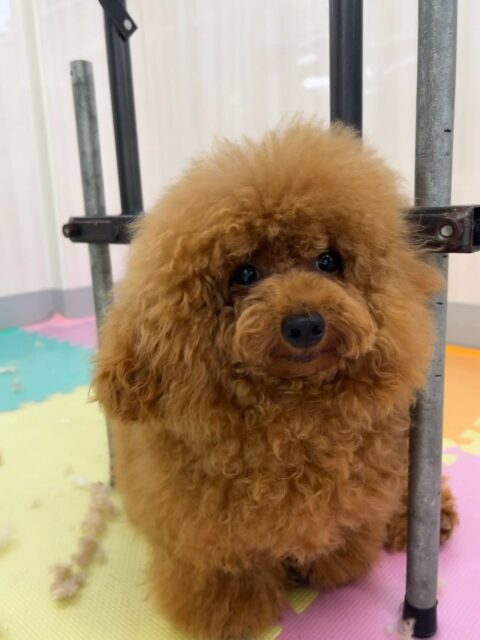 ププちゃん🐶
本日はあんずちゃんに気に入られたようであそぼー!!ともうアタックされていました🤭途中ブチギレたりしていましたが、最後はお友達になれたようです🤣
🐾🐶愛犬のお悩みご相談ください🐶🐾
@kenkohmura_official
↑フォロー待ってます↑
〒955-0091 新潟県三条市上須頃大割428−1
☎︎ 0256-35-2571
✉️ info@kenkohmura.jp
HP: http://kenkohmura.jp
LINE: https://lin.ee/7LIz5sb
#犬幸村#犬の幼稚園 #吠える、噛む #犬のしつけ #トイレ
トイプートイプー可愛いトイプー倶楽部トイプー可愛いすぎるトイプー大好き