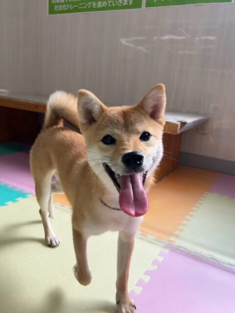 あんずちゃん🐶
本日も相変わらずの騒ぎっぷりでみんなを追いかけて、遊びを誘って怒られたり、激しすぎるワンプロを仕掛けあったりして遊んでいました👍
🐾🐶愛犬のお悩みご相談ください🐶🐾
@kenkohmura_official
↑フォロー待ってます↑
〒955-0091 新潟県三条市上須頃大割428−1
☎︎ 0256-35-2571
✉️ info@kenkohmura.jp
HP: http://kenkohmura.jp
LINE: https://lin.ee/7LIz5sb
#犬幸村#犬の幼稚園 #吠える、噛む #犬のしつけ #トイレ
柴犬柴犬可愛い柴犬大好き柴犬倶楽部柴犬可愛いすぎる