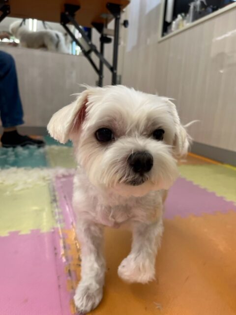 むぎちゃん🐶
本日は大吉ちゃんやのりまきちゃん、ペリーちゃん達にちょっかいを出されたりして過ごしていました🤭本人はあまり気にせずに大人な対応をしていました👍
🐾🐶愛犬のお悩みご相談ください🐶🐾
@kenkohmura_official
↑フォロー待ってます↑
〒955-0091 新潟県三条市上須頃大割428−1
☎︎ 0256-35-2571
✉️ info@kenkohmura.jp
HP: http://kenkohmura.jp
LINE: https://lin.ee/7LIz5sb
#犬幸村#犬の幼稚園 #吠える、噛む #犬のしつけ #トイレ
マルチーズマルチーズ可愛いマルチーズ倶楽部マルチーズ可愛いすぎる