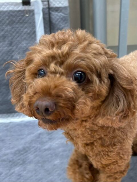 もこちゃん🐶
本日は寅丸ちゃんや鶴丸達にかまってアピールをされたり、ニコペットのちびっ子達が園内を走り回りながら、遊びを誘われたりしてなんだよ‼️とブチギレていました🤣
🐾🐶愛犬のお悩みご相談ください🐶🐾
@kenkohmura_official
↑フォロー待ってます↑
〒955-0091 新潟県三条市上須頃大割428−1
☎︎ 0256-35-2571
✉️ info@kenkohmura.jp
HP: http://kenkohmura.jp
LINE: https://lin.ee/7LIz5sb
#犬幸村#犬の幼稚園 #吠える、噛む #犬のしつけ #トイレ
トイプートイプー可愛いトイプー倶楽部トイプー可愛いすぎるトイプー大好き