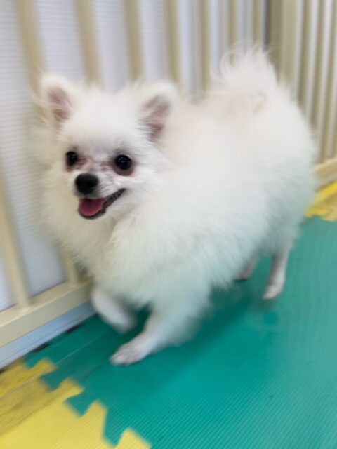 幼稚園体験に来てくれました🐶
とても楽しそうに走り回ったりみんなと仲良く遊んでいました☺️
🐾🐶愛犬のお悩みご相談ください🐶🐾
@kenkohmura_official
 ↑フォロー待ってます↑

〒955-0091 新潟県三条市上須頃大割４２８−１
☎︎ 0256-35-2571
✉️ info@kenkohmura.jp
HP: http://kenkohmura.jp
LINE: https://lin.ee/7LIz5sb

#犬幸村#犬の幼稚園 #吠える噛む #犬のしつけ #トイレ
 ポメラニアン ポメラニアン可愛い ポメラニアン大好き
