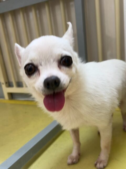 カプチーノちゃん&こまめちゃん🐶
本日はカプチーノちゃんを呼ぶとこまめちゃんがついて来て、こまめちゃんを呼ぶとカプチーノちゃんがついてくるみたいです🤭
🐾🐶愛犬のお悩みご相談ください🐶🐾
@kenkohmura_official
↑フォロー待ってます↑
〒955-0091 新潟県三条市上須頃大割428−1
☎︎ 0256-35-2571
✉️ info@kenkohmura.jp
HP: http://kenkohmura.jp
LINE: https://lin.ee/7LIz5sb
#犬幸村#犬の幼稚園 #吠える、噛む #犬のしつけ #トイレ
チワワチワワ可愛いチワワ可愛いすぎるチワワ倶楽部