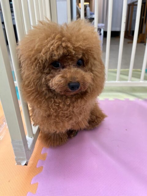 ププちゃん🐶
本日はニコペットのちびっ子達とワンプロを仕掛けあったり、みんなで仲良く走り回ったりして非常に楽しそうに過ごしていました👍
🐾🐶愛犬のお悩みご相談ください🐶🐾
@kenkohmura_official
↑フォロー待ってます↑
〒955-0091 新潟県三条市上須頃大割428−1
☎︎ 0256-35-2571
✉️ info@kenkohmura.jp
HP: http://kenkohmura.jp
LINE: https://lin.ee/7LIz5sb
#犬幸村#犬の幼稚園 #吠える、噛む #犬のしつけ #トイレ
トイプートイプー可愛いトイプー倶楽部トイプー可愛いすぎるトイプー大好き