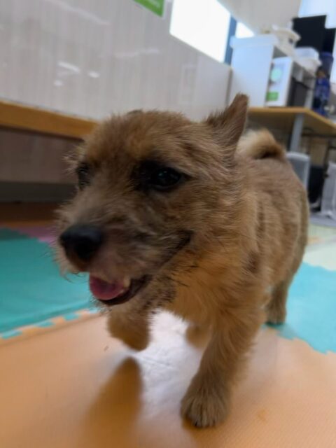 本日の鶴丸🐶
本日は寅丸ちゃんと楽しく遊んだり、遊びの駆け引きを楽しんでいました🤭
丸丸コンビで楽しませてもらいました👏
🐾🐶愛犬のお悩みご相談ください🐶🐾
@kenkohmura_official
↑フォロー待ってます↑
〒955-0091 新潟県三条市上須頃大割428−1
☎︎ 0256-35-2571
✉️ info@kenkohmura.jp
HP: http://kenkohmura.jp
LINE: https://lin.ee/7LIz5sb
#犬幸村#犬の幼稚園 #吠える、噛む #犬のしつけ #トイレ
ノーリッチテリアノーリッチテリア可愛いノーリッチテリア大好きノーリッチテリア倶楽部ノーリッチテリア可愛いすぎる