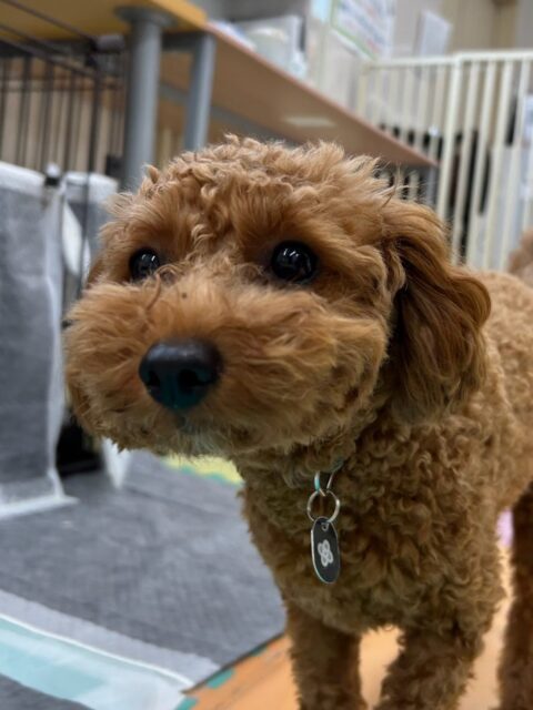 モカちゃん🐶
本日は仲良しのププちゃんやらぶちゃん達と走り回ったり、激しいワンプロを仕掛けあったりして楽しんでいました🤭
夕方にはもう限界のようで椅子の上でまったり過ごしていました🤣

🐾🐶愛犬のお悩みご相談ください🐶🐾
@kenkohmura_official
 ↑フォロー待ってます↑

〒955-0091 新潟県三条市上須頃大割４２８−１
☎︎ 0256-35-2571
✉️ info@kenkohmura.jp
HP: http://kenkohmura.jp
LINE: https://lin.ee/7LIz5sb

#犬幸村#犬の幼稚園 #吠える、噛む #犬のしつけ #トイレ
トイプートイプー可愛いトイプー倶楽部トイプー可愛いすぎる