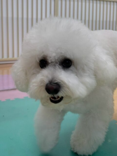 ピピちゃん🐶
本日はマロンちゃんやニコペットのちびっ子達や柴犬達と走り回ったり、ちょっかいを出されてブチギレていました👍

🐾🐶愛犬のお悩みご相談ください🐶🐾
@kenkohmura_official
 ↑フォロー待ってます↑

〒955-0091 新潟県三条市上須頃大割４２８−１
☎︎ 0256-35-2571
✉️ info@kenkohmura.jp
HP: http://kenkohmura.jp
LINE: https://lin.ee/7LIz5sb

#犬幸村#犬の幼稚園 #吠える、噛む #犬のしつけ #トイレ
ビションビションフリーゼビションフリーゼ可愛いビションフリーゼ倶楽部