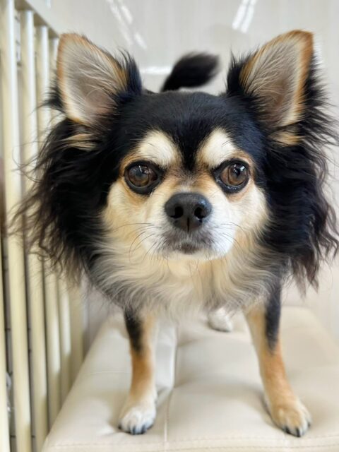 ゴロー丸ちゃん🐶
今日はむくちゃんと挨拶をしたり、お店の小さい子達の匂いを嗅いだりしていました😊
園内で椅子の上にいる際にお耳の毛を三つ編みにしてもらいおしゃれさんになっていました😆
お散歩ではニコペットのスタッフさんと上手に歩けていました👏

🐾🐶愛犬のお悩みご相談ください🐶🐾
@kenkohmura_official
 ↑フォロー待ってます↑

〒955-0091 新潟県三条市上須頃大割４２８−１
☎︎ 0256-35-2571
✉️ info@kenkohmura.jp
HP: http://kenkohmura.jp
LINE: https://lin.ee/7LIz5sb

#犬幸村#犬の幼稚園 #吠える、噛む #犬のしつけ #トイレ
チワワ　ちわわ　チワワだいすき