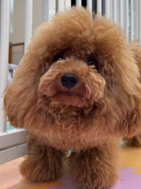 ププちゃん🐶
本日は仲良しのモカちゃんやニコペットのちびっ子達とワンプロを仕掛けあったり、みんなで走り回ったりして楽しそうに過ごしていました🤭

🐾🐶愛犬のお悩みご相談ください🐶🐾
@kenkohmura_official
 ↑フォロー待ってます↑

〒955-0091 新潟県三条市上須頃大割４２８−１
☎︎ 0256-35-2571
✉️ info@kenkohmura.jp
HP: http://kenkohmura.jp
LINE: https://lin.ee/7LIz5sb

#犬幸村#犬の幼稚園 #吠える、噛む #犬のしつけ #トイレ
トイプートイプー可愛いトイプー倶楽部トイプー可愛いすぎる