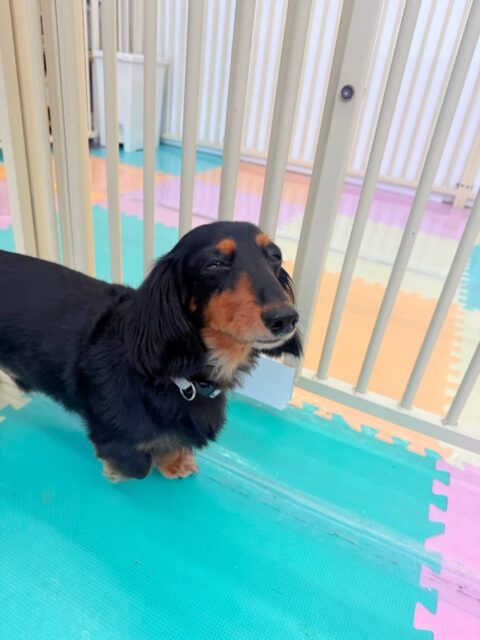 クッキーちゃん🐶
本日はニコペットのちびっ子達や柴犬達にちょっかいを出されたり、匂いを嗅がれたりしてコミュニケーションをとっていました🤭

🐾🐶愛犬のお悩みご相談ください🐶🐾
@kenkohmura_official
 ↑フォロー待ってます↑

〒955-0091 新潟県三条市上須頃大割４２８−１
☎︎ 0256-35-2571
✉️ info@kenkohmura.jp
HP: http://kenkohmura.jp
LINE: https://lin.ee/7LIz5sb

#犬幸村#犬の幼稚園 #吠える、噛む #犬のしつけ #トイレ
ダックスダックス可愛いダックス可愛いすぎるダックス倶楽部