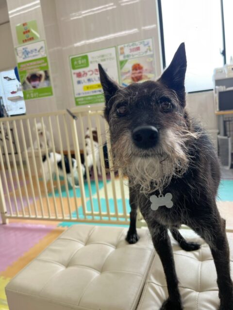 小乃輔ちゃん🐶
今日は朔ちゃんやふうちゃんと追いかけっこをしたり、マロンちゃんの匂いを嗅いだりしていました😊
スタッフにお尻をぶつけて撫でて！とアピールしている姿が可愛かったです💗

🐾🐶愛犬のお悩みご相談ください🐶🐾
@kenkohmura_official
 ↑フォロー待ってます↑

〒955-0091 新潟県三条市上須頃大割４２８−１
☎︎ 0256-35-2571
✉️ info@kenkohmura.jp
HP: http://kenkohmura.jp
LINE: https://lin.ee/7LIz5sb

#犬幸村#犬の幼稚園 #吠える、噛む #犬のしつけ #トイレ
ミックス犬　mix犬　ミックス犬だいすき