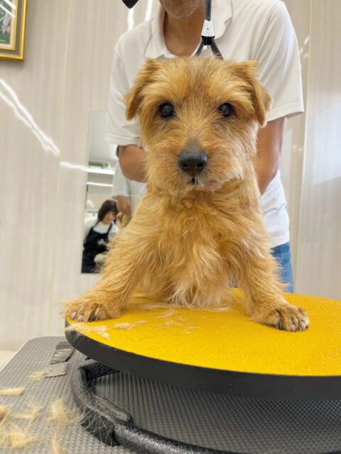ゴローちゃん🐶
今日もお利口さんにプラッキングさせてくれました👏
ふうちゃんのことが気に入ったようで一生懸命匂いを嗅いでいました😆

🐾🐶愛犬のお悩みご相談ください🐶🐾
@kenkohmura_official
 ↑フォロー待ってます↑

〒955-0091 新潟県三条市上須頃大割４２８−１
☎︎ 0256-35-2571
✉️ info@kenkohmura.jp
HP: http://kenkohmura.jp
LINE: https://lin.ee/7LIz5sb

#犬幸村#犬の幼稚園 #吠える、噛む #犬のしつけ #トイレ
ノーフォークテリア　ノーフォーク　ノーフォークテリアだいすき