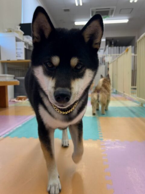 北斗ちゃん🐶
ポコちゃんに遊びに誘われていたり、テンション上がると走り回ったりしていました😊
スタッフと手遊びしてて楽しそうでした🎶
🐾🐶愛犬のお悩みご相談ください🐶🐾
@kenkohmura_official
↑フォロー待ってます↑
〒955-0091 新潟県三条市上須頃大割428−1
☎︎ 0256-35-2571
✉️ info@kenkohmura.jp
HP: http://kenkohmura.jp
LINE: https://lin.ee/7LIz5sb
#犬幸村#犬の幼稚園 #吠える噛む #犬のしつけ #トイレ
黒柴 黒柴可愛い 黒柴大好き