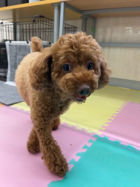 もこちゃん🐶
やん丸や茶々丸ちゃんと挨拶していました☺️
小さい子たちが遊んでるのを見ておしゃべりしたり元気いっぱいのもこちゃんでした🙌
🐾🐶愛犬のお悩みご相談ください🐶🐾
@kenkohmura_official
↑フォロー待ってます↑
〒955-0091 新潟県三条市上須頃大割428−1
☎︎ 0256-35-2571
✉️ info@kenkohmura.jp
HP: http://kenkohmura.jp
LINE: https://lin.ee/7LIz5sb
#犬幸村#犬の幼稚園 #吠える噛む #犬のしつけ #トイレ
トイプードル トイプードル大好き トイプードル可愛い