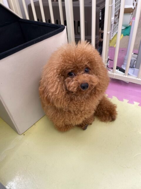 ププちゃん🐶
本日はスタッフを楽しそうに追いかけ、ふうちゃんやぽん太達とワンプロを仕掛けあったり、みんなで走り回ったりして非常に楽しそうに過ごしていました🤭

🐾🐶愛犬のお悩みご相談ください🐶🐾
@kenkohmura_official
 ↑フォロー待ってます↑

〒955-0091 新潟県三条市上須頃大割４２８−１
☎︎ 0256-35-2571
✉️ info@kenkohmura.jp
HP: http://kenkohmura.jp
LINE: https://lin.ee/7LIz5sb

#犬幸村#犬の幼稚園 #吠える、噛む #犬のしつけ #トイレ
トイプートイプー可愛いトイプー倶楽部トイプー可愛いすぎる