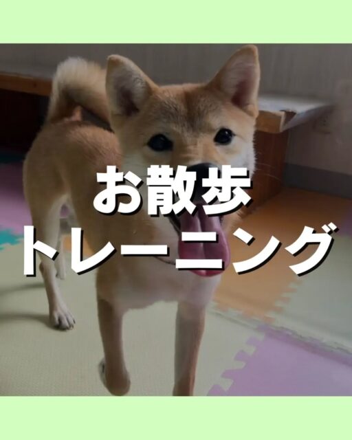 お散歩トレーニング講習会🐶
10/17(土)12時〜13時半にミズベリング三条にて
お散歩トレーニング講習会を開催します😆

こんなお悩みありませんか？
引っ張りが強い
拾い食いが気になる
他の子や人に吠えてしまう⋯
お気軽にお問い合わせください💁

🐾🐶愛犬のお悩みご相談ください🐶🐾
@kenkohmura_official
 ↑フォロー待ってます↑

〒955-0091 新潟県三条市上須頃大割４２８−１
☎︎ 0256-35-2571
✉️ info@kenkohmura.jp
HP: http://kenkohmura.jp
LINE: https://lin.ee/7LIz5sb

#犬幸村#犬の幼稚園 #吠える、噛む #犬のしつけ #トイレ　お散歩トレーニング
