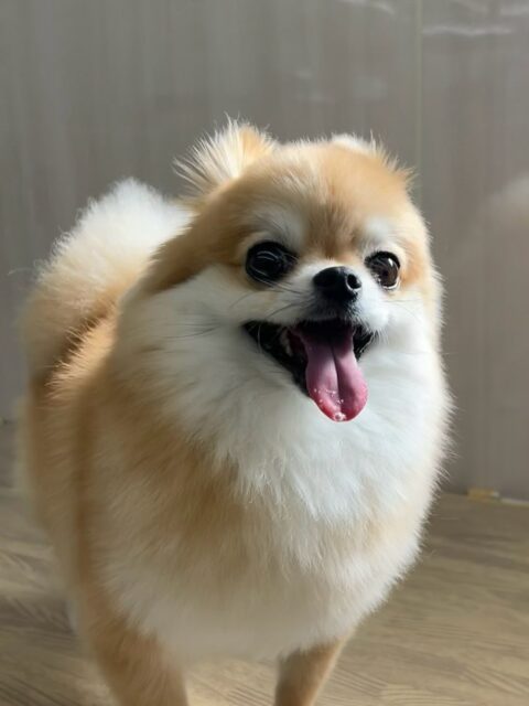 チャロちゃん🐶
ポコちゃんやニコペットにいる子達に遊びに誘われていました😊
スタッフにあまえたりもしていました✨️
🐾🐶愛犬のお悩みご相談ください🐶🐾
@kenkohmura_official
↑フォロー待ってます↑
〒955-0091 新潟県三条市上須頃大割428−1
☎︎ 0256-35-2571
✉️ info@kenkohmura.jp
HP: http://kenkohmura.jp
LINE: https://lin.ee/7LIz5sb
#犬幸村#犬の幼稚園 #吠える噛む #犬のしつけ #トイレ
ミックス犬 ミックス犬可愛い ミックス犬大好き