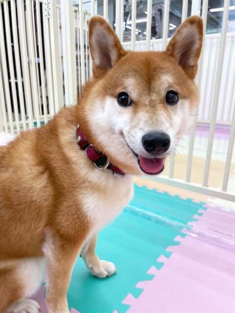 つくしちゃん🐶
今日はやん丸と一緒に撫でられ待ちをしたり、園内を探検したりしていました😊
「なでてー!」とにこにこ笑顔で近づいてくる姿が可愛かったです💗
🐾🐶愛犬のお悩みご相談ください🐶🐾
@kenkohmura_official
↑フォロー待ってます↑
〒955-0091 新潟県三条市上須頃大割428−1
☎︎ 0256-35-2571
✉️ info@kenkohmura.jp
HP: http://kenkohmura.jp
LINE: https://lin.ee/7LIz5sb
#犬幸村#犬の幼稚園 #吠える、噛む #犬のしつけ #トイレ
柴犬 柴 しば