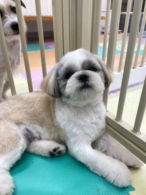 マルちゃん🐶
今日はももちゃんと追いかけっこやプロレスごっこをして楽しそうに過ごしていました😊
シャンプー後のドライヤーではとてもリラックスして乾かさせてくれました👏

🐾🐶愛犬のお悩みご相談ください🐶🐾
@kenkohmura_official
 ↑フォロー待ってます↑

〒955-0091 新潟県三条市上須頃大割４２８−１
☎︎ 0256-35-2571
✉️ info@kenkohmura.jp
HP: http://kenkohmura.jp
LINE: https://lin.ee/7LIz5sb

#犬幸村#犬の幼稚園 #吠える、噛む #犬のしつけ #トイレ
シーズー　しーずー　シーズー大好き