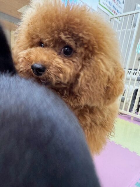 ププちゃん🐶
今日はももちゃんのことが気に入ったようでずっと追いかけていました😆
ももちゃんとプロレスごっこをしたりしてとても嬉しそうでした😊

🐾🐶愛犬のお悩みご相談ください🐶🐾
@kenkohmura_official
 ↑フォロー待ってます↑

〒955-0091 新潟県三条市上須頃大割４２８−１
☎︎ 0256-35-2571
✉️ info@kenkohmura.jp
HP: http://kenkohmura.jp
LINE: https://lin.ee/7LIz5sb

#犬幸村#犬の幼稚園 #吠える、噛む #犬のしつけ #トイレ
トイプードル　トイプー　といぷー