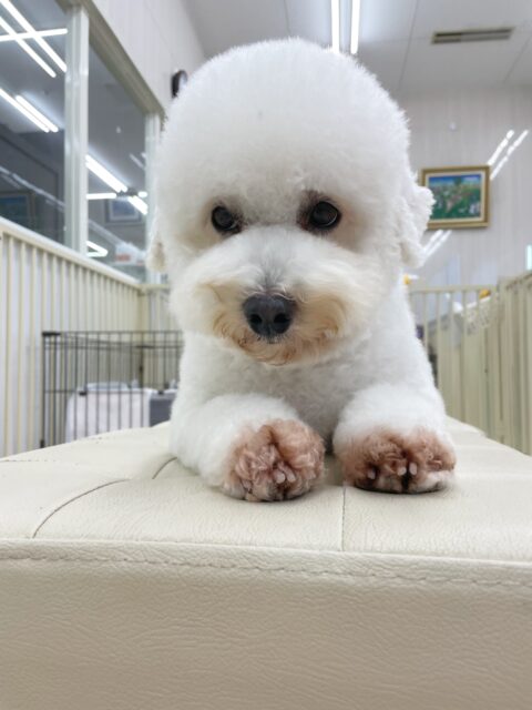よもぎちゃん🐶
今日はベンやももちゃんから熱烈な挨拶をされたり、自分からマルちゃんの匂いを嗅いだりしていました😊
お散歩もいつも通りとても上手でした👏
🐾🐶愛犬のお悩みご相談ください🐶🐾
@kenkohmura_official
↑フォロー待ってます↑
〒955-0091 新潟県三条市上須頃大割428−1
☎︎ 0256-35-2571
✉️ info@kenkohmura.jp
HP: http://kenkohmura.jp
LINE: https://lin.ee/7LIz5sb
#犬幸村#犬の幼稚園 #吠える、噛む #犬のしつけ #トイレ
ミックス犬 mix犬 ミックス犬大好き