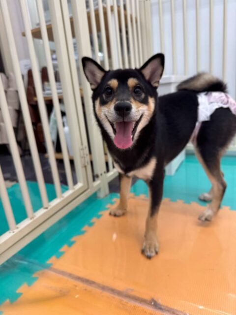 ももちゃん🐶
今日はやん丸と挨拶したり、マルちゃんやププちゃんと追いかけっこやプロレスごっこをして楽しそうでした😆
お散歩では色んなものに興味津々で少し引っ張りがありましたが上手に歩けている場面もありました👏
🐾🐶愛犬のお悩みご相談ください🐶🐾
@kenkohmura_official
↑フォロー待ってます↑
〒955-0091 新潟県三条市上須頃大割428−1
☎︎ 0256-35-2571
✉️ info@kenkohmura.jp
HP: http://kenkohmura.jp
LINE: https://lin.ee/7LIz5sb
#犬幸村#犬の幼稚園 #吠える、噛む #犬のしつけ #トイレ
豆柴 まめしば まめ柴