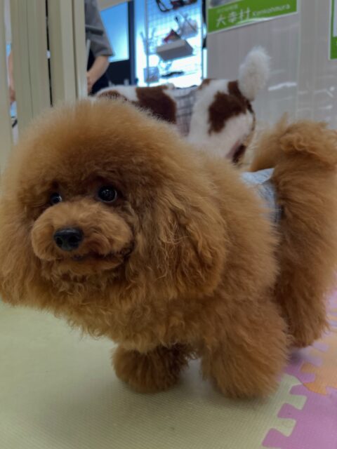 ププちゃん🐶
大好きなニコペットにいるチワワちゃんと遊んだり、茶々丸ちゃんに遊びに誘われていました😊
お散歩トレーニングではルンルンで楽しそうに歩いていました✨️
🐾🐶愛犬のお悩みご相談ください🐶🐾
@kenkohmura_official
↑フォロー待ってます↑
〒955-0091 新潟県三条市上須頃大割428−1
☎︎ 0256-35-2571
✉️ info@kenkohmura.jp
HP: http://kenkohmura.jp
LINE: https://lin.ee/7LIz5sb
#犬幸村#犬の幼稚園 #吠える噛む #犬のしつけ #トイレ
トイプードル トイプードル大好き トイプードル可愛い