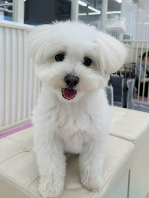 ポコちゃん🐶
大好きなププちゃんと遊んだり、ニコペットにいる子達と楽しそうに遊んでいました😆
お散歩トレーニング上手にできていました👏
🐾🐶愛犬のお悩みご相談ください🐶🐾
@kenkohmura_official
↑フォロー待ってます↑
〒955-0091 新潟県三条市上須頃大割428−1
☎︎ 0256-35-2571
✉️ info@kenkohmura.jp
HP: http://kenkohmura.jp
LINE: https://lin.ee/7LIz5sb
#犬幸村#犬の幼稚園 #吠える噛む #犬のしつけ #トイレ
ミックス犬 ミックス犬可愛い ミックス犬大好き