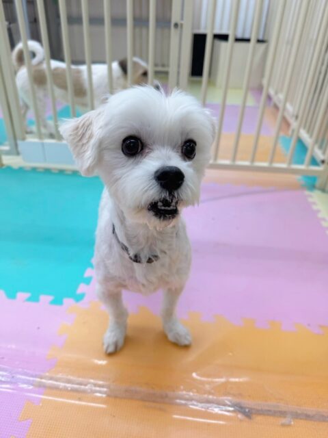 幼稚園体験に来てくれました🐶
最初は少し緊張しているようでしたが園内の匂いを嗅いだり、スタッフに甘えたりしてくれました😊
マルちゃんに遊びや追いかけっこに誘われていましたが少し緊張しているようでした😆
これから少しずつ慣れていきましょう✨

🐾🐶愛犬のお悩みご相談ください🐶🐾
@kenkohmura_official
 ↑フォロー待ってます↑

〒955-0091 新潟県三条市上須頃大割４２８−１
☎︎ 0256-35-2571
✉️ info@kenkohmura.jp
HP: http://kenkohmura.jp
LINE: https://lin.ee/7LIz5sb

#犬幸村#犬の幼稚園 #吠える、噛む #犬のしつけ #トイレ
マルチーズ　まるちーず　マルチーズだいすき