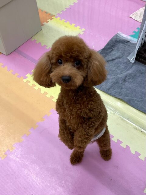 茶々丸ちゃん🐶
二本足で上手に立っていました✨️
ニコペットにいる子達やププちゃんと楽しそうに遊んでいました🎶
🐾🐶愛犬のお悩みご相談ください🐶🐾
@kenkohmura_official
↑フォロー待ってます↑
〒955-0091 新潟県三条市上須頃大割428−1
☎︎ 0256-35-2571
✉️ info@kenkohmura.jp
HP: http://kenkohmura.jp
LINE: https://lin.ee/7LIz5sb
#犬幸村#犬の幼稚園 #吠える噛む #犬のしつけ #トイレ
トイプードル トイプードル可愛い トイプードル大好き